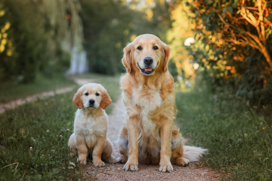 Original photo of a puppy and adult dog